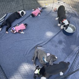 Puppies for adoption Puppies for adoption