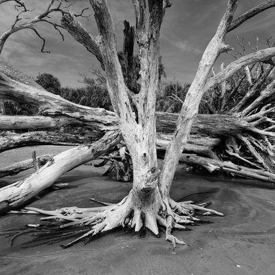 Botany Bay Heritage Preserve/Wildlife Management Area by null