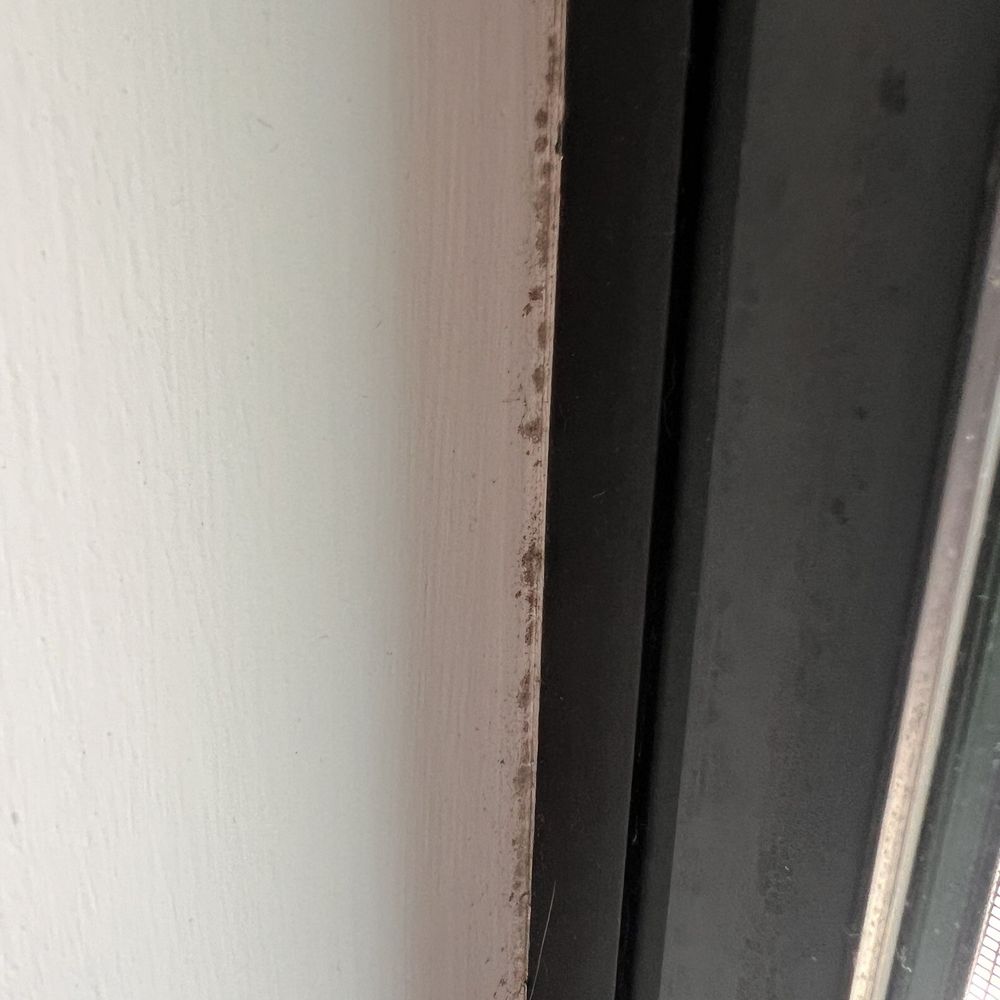 24H Mold Inspection - Stage 2 black mold - Home Inspectors Near Me - Los Angeles, California 24H Mold Inspection - Stage 2 black mold - Home Inspectors Near Me - Los Angeles, California