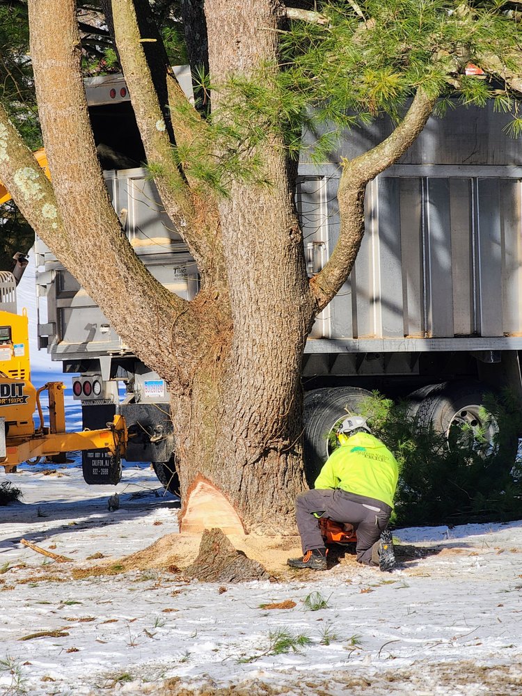 Green Valley Tree - tree service in Chaplin, CT