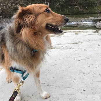 Game Time Dog Services - Dog Walkers Near Me - Austin, Texas