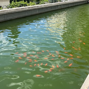 Real Jardín Botánico - Fish - Botanical Gardens Near Me - Madrid, M