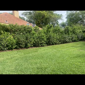 Sebastian Landscape Design - Install of sod and viburnum for privacy - Lawn Services Near Me Sebastian Landscape Design - Install of sod and viburnum for privacy - Lawn Services Near Me