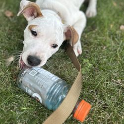 Rags 2 Riches Animal Rescue