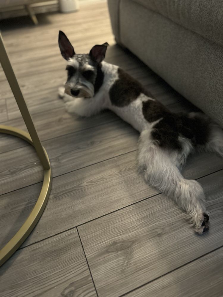 WAGSTexas
