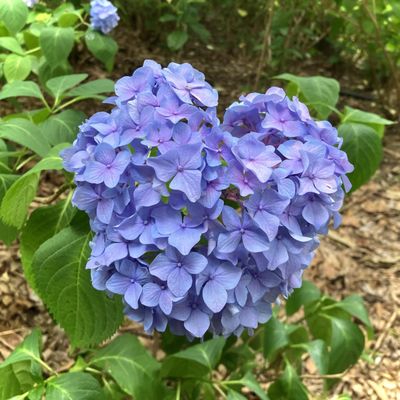 teamLab Botanical Garden Osaka by null