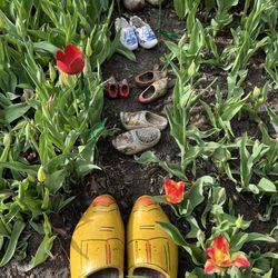 Minneapolis Tulip House