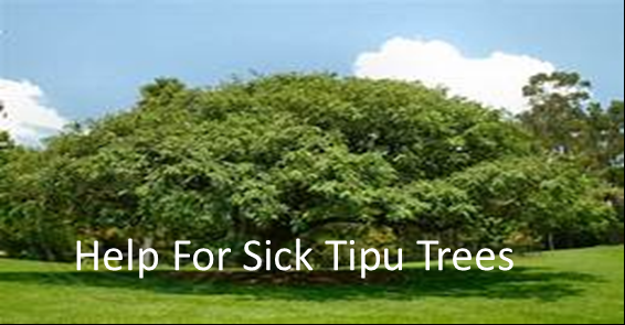 Warner's Tree Surgery - tree service in Mesa, AZ