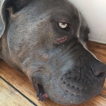 Dog Ranch Bed & Biscuit - Pet Sitting Near Me - Laguna Beach, California Dog Ranch Bed & Biscuit - Pet Sitting Near Me - Laguna Beach, California