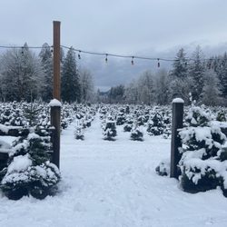 Enchanted Winds Christmas Tree Farm - Trees