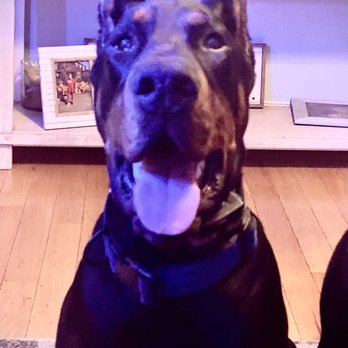 Avant-garde European Dobermans - Rebel Von Schwartz Kraft
10 mos 115 pounds - Pet Breeders Near Me Avant-garde European Dobermans - Rebel Von Schwartz Kraft
10 mos 115 pounds - Pet Breeders Near Me