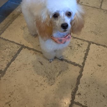 Cosmopawlitan - Pet Groomers Near Me - Simi Valley, California