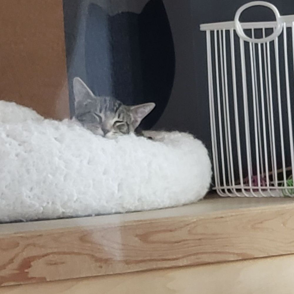 Kitty Cantina - Happy Kitty. Sleepy Kitty. Pur Pur Pur - Themed Cafes Near Me - Spokane, Washington Kitty Cantina - Happy Kitty. Sleepy Kitty. Pur Pur Pur - Themed Cafes Near Me - Spokane, Washington