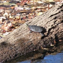 Painted turtle sunning on the Assunpink.