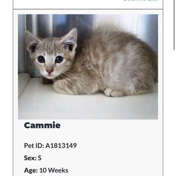 OC Animal Care - "Ramen" 4/26/23~6/23/23 - Animal Shelters Near Me - Tustin, California OC Animal Care - "Ramen" 4/26/23~6/23/23 - Animal Shelters Near Me - Tustin, California