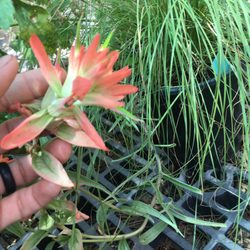 Lily Of The Field - Paintbrush Flower