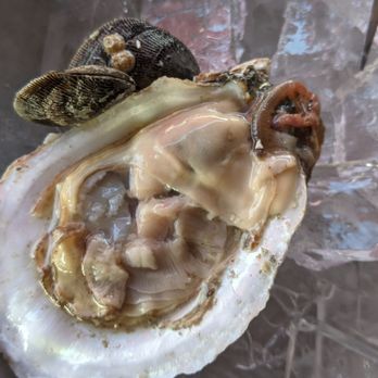 The Arlington - That worm makes me never wanna eat oysters again. - New American Near Me - Ship Bottom, New Jersey The Arlington - That worm makes me never wanna eat oysters again. - New American Near Me - Ship Bottom, New Jersey