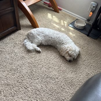 Sutherland Carpet and Upholstery Cleaning - Oli approved - Carpet Cleaning Near Me - San Pedro, California Sutherland Carpet and Upholstery Cleaning - Oli approved - Carpet Cleaning Near Me - San Pedro, California