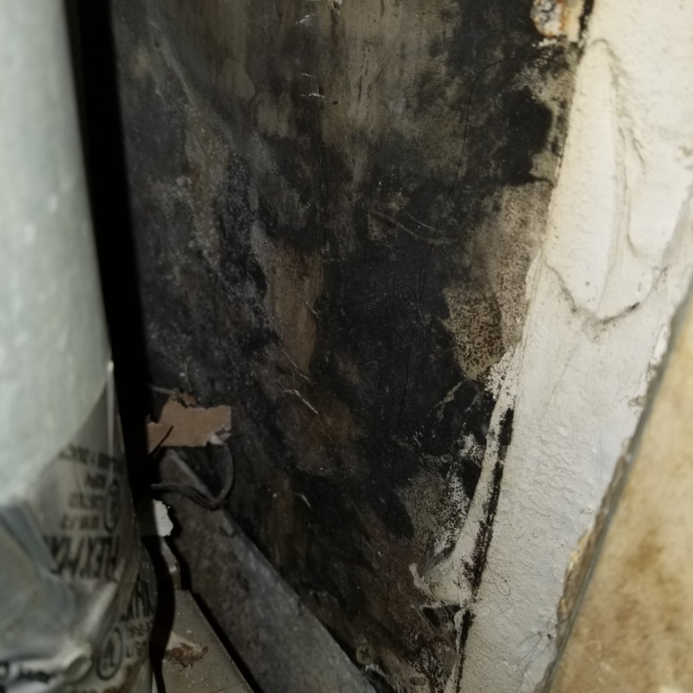 Bye Bye Mold - mold inspector in Woodland Hills, CA