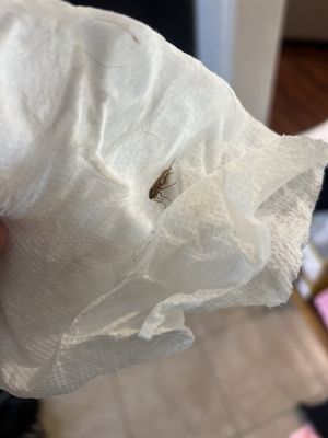 Travelodge by Wyndham Bishop by null