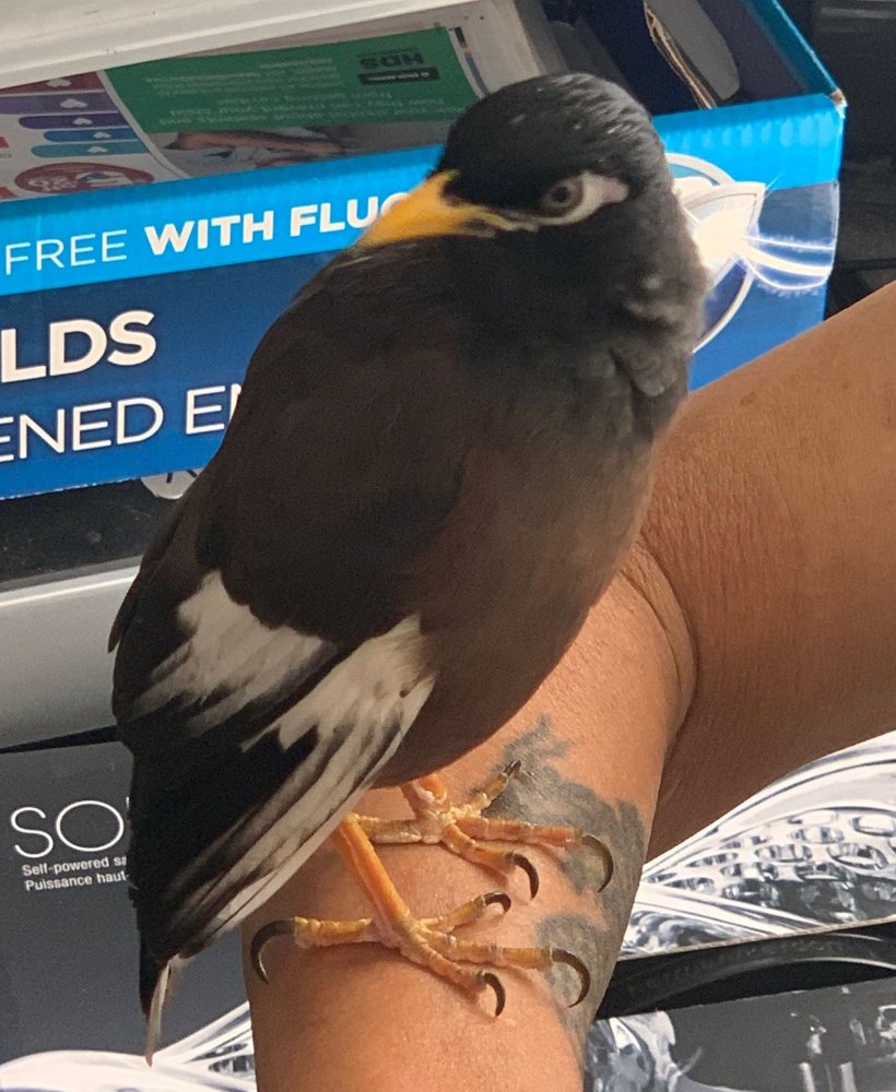 Wild Bird Rehab Haven - social services organization in Honolulu, HI