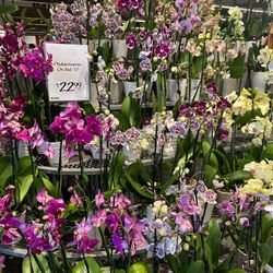 Whole Foods Market - Gorgeous orchids-always!