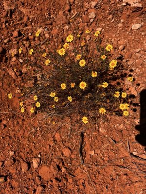 Boynton Canyon Trail by null