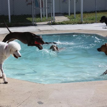 Mugus Pet Boutique - Dogs having a ball in the pool! - Pet Services Near Me - Saint Marys, Georgia Mugus Pet Boutique - Dogs having a ball in the pool! - Pet Services Near Me - Saint Marys, Georgia
