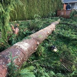 Ron's Tree Service & Stump Grinding
