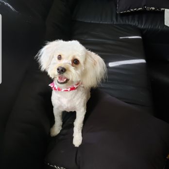 Spoiled Paws Grooming - My torta after her haircut, happy pup. - Pet Groomers Near Me - Long Beach, California Spoiled Paws Grooming - My torta after her haircut, happy pup. - Pet Groomers Near Me - Long Beach, California