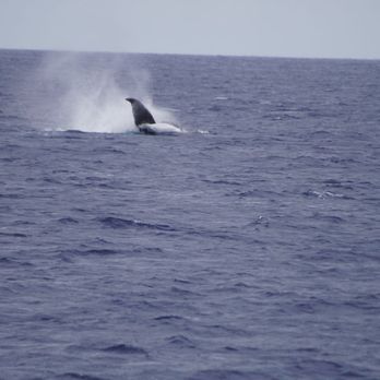 Quicksilver Charters - Snorkeling Near Me - Wailuku, Hawaii