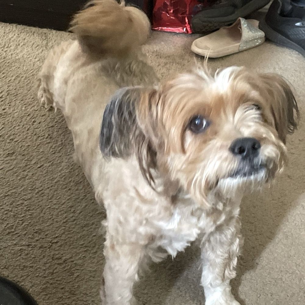 SoCal K9 Clinic - Tibbers - Veterinarians Near Me - Riverside, California SoCal K9 Clinic - Tibbers - Veterinarians Near Me - Riverside, California