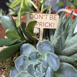 Classy Cactus Farm - Medium succulent
