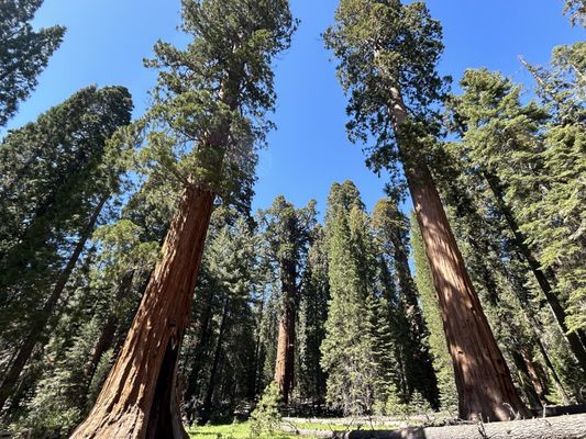 General Sherman Tree by null
