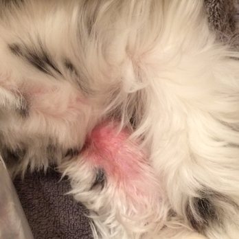 Scrub-A-Pup - Super irritated. - Pet Groomers Near Me - San Mateo, California Scrub-A-Pup - Super irritated. - Pet Groomers Near Me - San Mateo, California