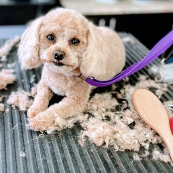 Trendy Paws Pet Spa - Pet Groomers Near Me - North Palm Beach, Florida Trendy Paws Pet Spa - Pet Groomers Near Me - North Palm Beach, Florida