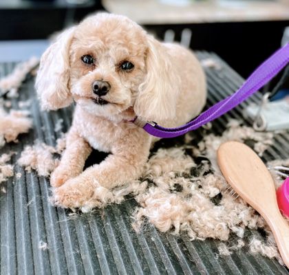 Pet grooming - Here at Trendy Paws Pet Spa we specialize in all grooming needs. We even offer a complimentary scarf for holiday fun. Book now and mention Yelp. Pet grooming - Here at Trendy Paws Pet Spa we specialize in all grooming needs. We even offer a complimentary scarf for holiday fun. Book now and mention Yelp.