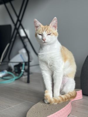 Best Friends Pet Adoption Center by null