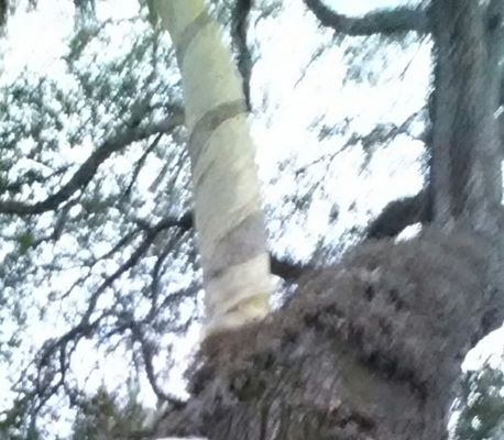 Love Tree by null
