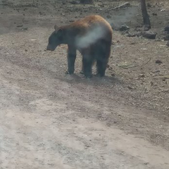 Bearizona - Bear - Zoos Near Me - Williams, Arizona Bearizona - Bear - Zoos Near Me - Williams, Arizona