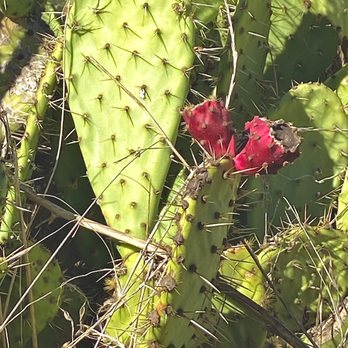 Quail Hill Trailhead - Beautiful green & red - Hiking Near Me - Irvine, California Quail Hill Trailhead - Beautiful green & red - Hiking Near Me - Irvine, California