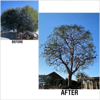 South California Arborists - Tree trimming - Tree Services Near Me South California Arborists - Tree trimming - Tree Services Near Me