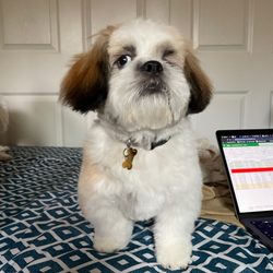 Rachel's Dog Grooming