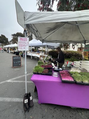 Marina Del Rey Farmer's Market by null