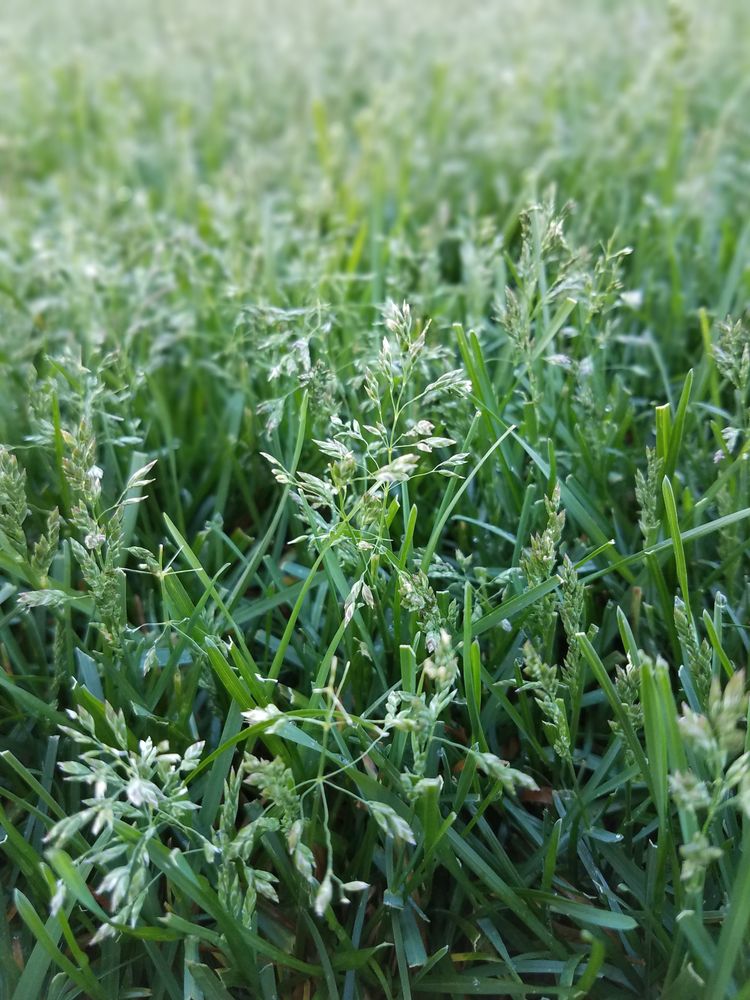 SOD SCIENCE Kalispell, Montana Lawn Services Phone Number Yelp