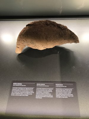 Museum of Natural Sciences of Barcelona by null