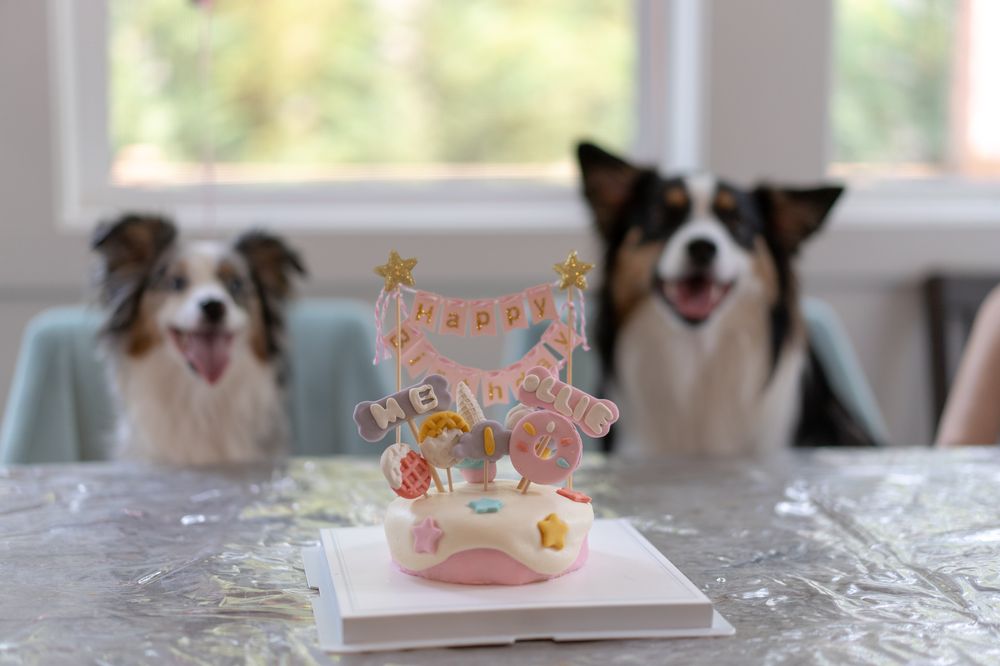 FOODY PUPPY BAKERY Updated May 2024 141 Photos Kirkland