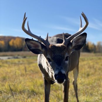 Parc Omega - Zoos Near Me - Montebello, Quebec