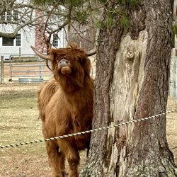 Taylor-Bray Farm - Spaghetti: Highland Cow