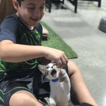 Orlando Cat Cafe - Animal Shelters Near Me - Clermont, Florida Orlando Cat Cafe - Animal Shelters Near Me - Clermont, Florida
